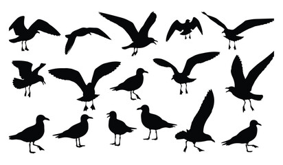 Set of seagull silhouettes in various poses flying and standing isolated on white background, bird collection for design