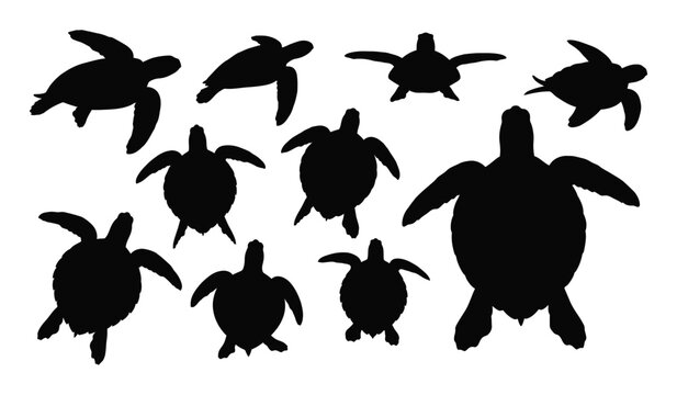 Set of ten black silhouettes of sea turtles in various swimming positions isolated on a white background vector illustration