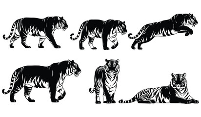 Tigers black silhouettes set various poses big cats wildlife collection predator animal nature fauna safari zoo powerful vector illustration