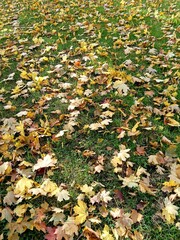 Obraz premium Detailed image of scattered yellow maple leaves on lush green grass