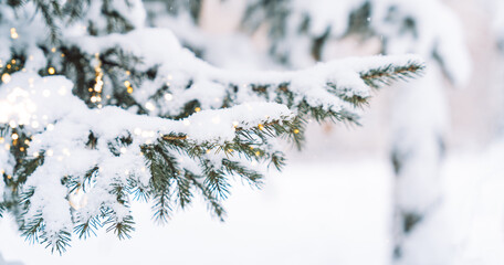 Snowy spruce branch with golden bokeh lights and copy space. High quality photo