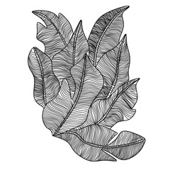 black and white leaves