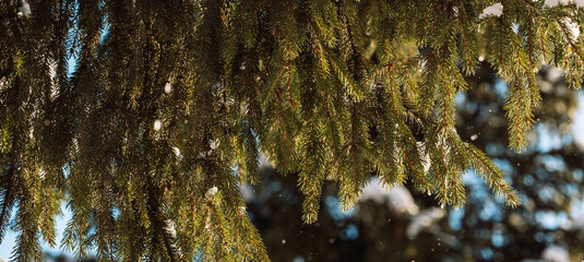 Snowy spruce branch with warm bokeh lights, winter holiday background. High quality photo