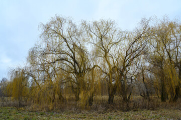 Obraz premium Willow trees dance in the soft breeze beneath a cloudy autumn sky