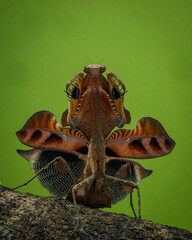 brown Mantis on a leaf