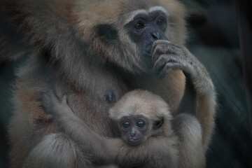 mother and baby macaca