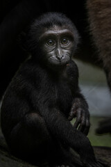 Baby macaca nigra 