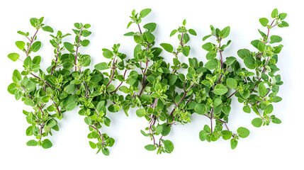 Fresh oregano herb sprigs neatly arranged on white background culinary concept