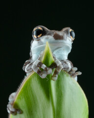 frog on a leaf