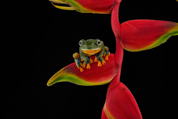 frog on a black background