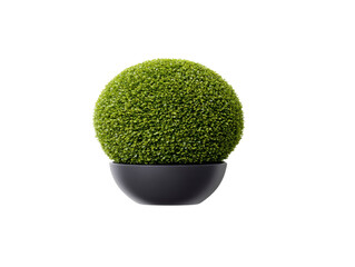 Artificial plant green topiary round shape decorative shrub modern black pot isolated on transparency background home decor minimal style fresh vibrant accent
