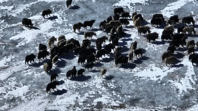 Yaks walking on frozen lake in Tibet, China