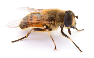 Drone fly isolated on white background