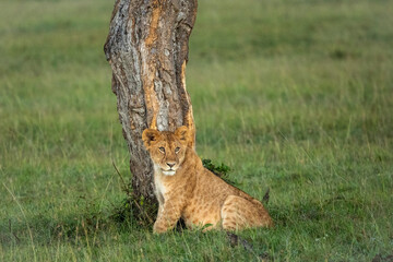 Lion cub besides trunk of tree looks sideways in Masai Mara conservancy, kenya. © Ronnie Epstein