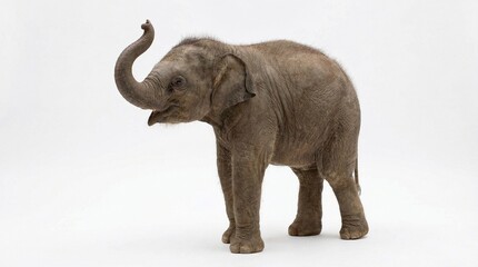 Obraz premium A baby elephant trunk raised isolated on a white background