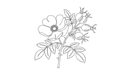 Fototapeta premium Detailed botanical line drawing of a wild rose branch featuring a single open flower, leaves, thorns, and a cluster of rosehips.