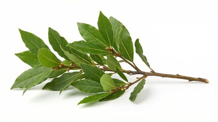 Fresh bay leaves on branch isolated on a white background