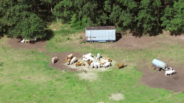 Eine kleine Kuhherde im Sommer auf der Weide