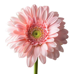 A beautiful pink flower against a black background