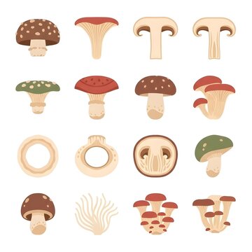 Botanical icons showing mushroom anatomy, cap, gills, stem, ring, volva, mycelium, mushroom cross section