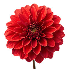Vibrant red dahlia flower with detailed petals and central disc in full bloom isolated on a transparent background
