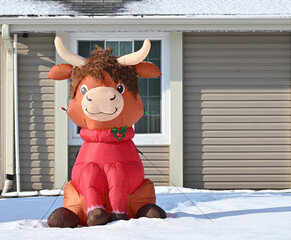 Christmas Cow by the House