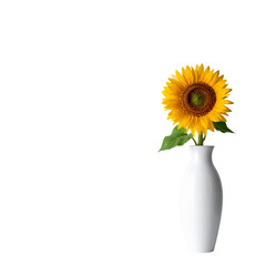 girasol en fondo blanco