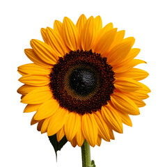 girasol en fondo blanco