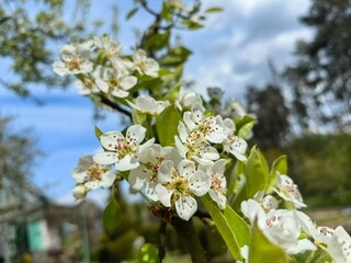 Fruit tree flowers, pear blossom in spring.