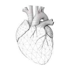 Detailed wireframe model of a human heart with visible anatomical structures and vascular connections isolated on a transparent background