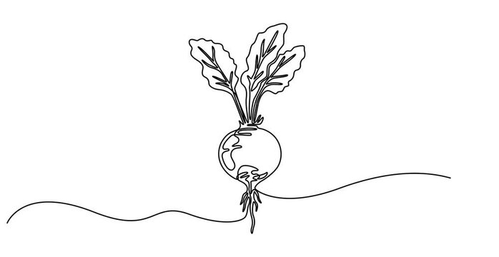 Animated self drawing of   Continuous one line drawing of whole and half sliced healthy organic raw beetroot for farm logo identity. Fresh table beet concept vegetable icon  Animated, motion, video,