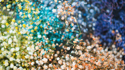 Beautiful close up of colorful Alpine Gypsophila flowers of creeping baby's breath gypsophila repens in the garden used for bouquet