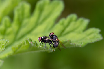 Moscas-pretas da esp&eacute;cie Hydrotaea aenescens, tamb&eacute;m conhecidas como moscas-do-lixo. 