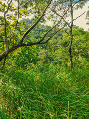 Weeds and bushes grow abundantly on the mountain slopes.