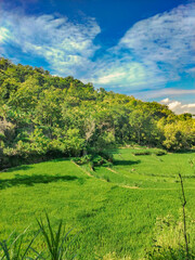 Terraced rice fields with a backdrop of rocky forest and blue sky in the Gunung Kidul mountains of the Yogyakarta region of Indonesia	
