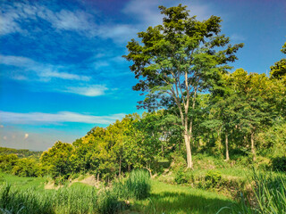 Terraced rice fields with a backdrop of rocky forest and blue sky in the Gunung Kidul mountains of the Yogyakarta region of Indonesia	
