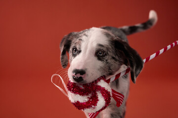 A close-up of a mixed breed puppy chewing on a rope candy toy in front of a solid red wall. The composition focuses on the dog face and the toy texture.