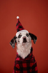 A young dog with black and white fur wears a red plaid outfit and a pointed Santa hat, gazing upward. The portrait is shot against a plain warm red studio background.