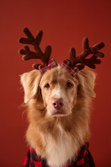 A golden retriever mix wears plush brown reindeer antlers and a plaid shirt while facing forward. The holiday portrait has a clean red background.