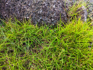 Fresh green grass grows between the rocks