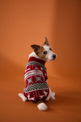 A Jack Russell Terrier dressed in a red patterned sweater sits turned to the left against an orange backdrop. The image captures a thoughtful moment with rich seasonal tones.