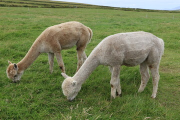 Alpagas domestiques évoluant librement dans une ferme écologique en Irlande