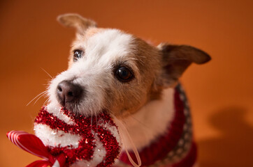 A Jack Russell Terrier chews on a red and white holiday toy while wearing a winter sweater. The warm orange background and close-up framing highlight the playful expression.