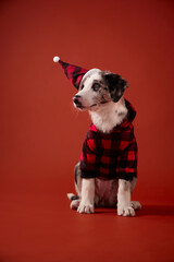 A mixed breed puppy sits in a red plaid hoodie and gazes upward. The clean holiday studio setup uses soft light and a monochrome background.