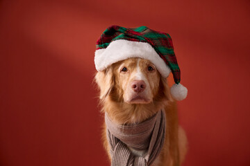 A Nova Scotia Duck Tolling Retriever poses calmly in a green Santa hat and scarf. The red studio background emphasizes the festive costume and soft fur.