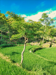 Terraced rice fields with a backdrop of rocky forest and blue sky in the Gunung Kidul mountains of the Yogyakarta region of Indonesia	
