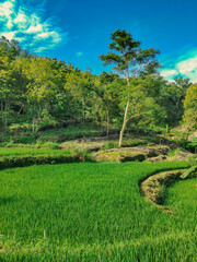 Terraced rice fields with a backdrop of rocky forest and blue sky in the Gunung Kidul mountains of the Yogyakarta region of Indonesia	
