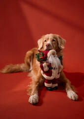 A Nova Scotia Duck Tolling Retriever lies on red floor holding a holiday plush toy. The soft lighting and expression create a cozy seasonal mood.