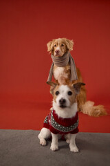 A Jack Russell Terrier sits at the bottom while a Nova Scotia Retriever stands with its paws on top. This fun vertical pose on red background is perfect for festive scenes.