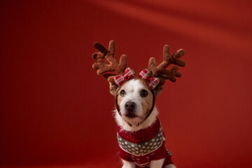 A Jack Russell Terrier in reindeer antlers and a holiday sweater sits slightly angled against a red backdrop. The humorous setup highlights the holiday theme with accessories.